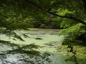 20150621六甲山森林植物園 (45)